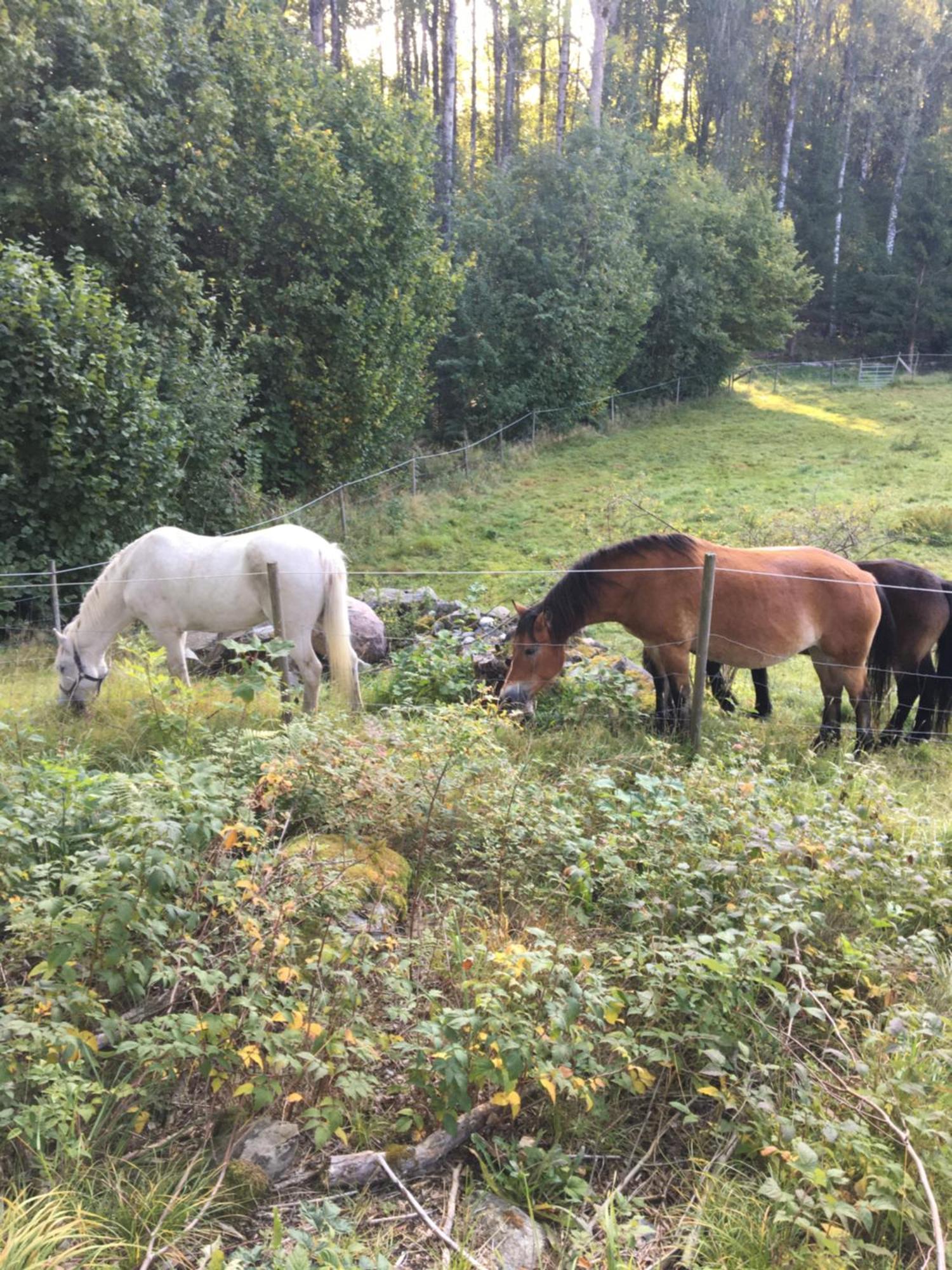Henneviken Bnb Ed エクステリア 写真